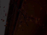 [JUC-825] 未亡人初奸肛门凌辱 本庄瞳【破解】 - 1of5