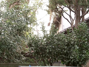 [JUX-059] 比起丈夫更爱继父…。上原保奈美【破解】 - 3of5