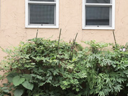 [JUL-337] 今夜、僕は童貞を捨てられるかもしれない-。 加藤ツバキ【破解】 - 1of5