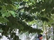 最新门事件刚放假某省财经大学宿舍没装空调情侣跑到院子里的树荫下啪啪几个同学躲在宿舍里偷窥调侃