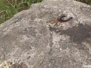 老司机户外海滩边和公园搭讪2位美眉找个没人地方二指禅猛抠骚穴水声清脆大量喷水地上湿一片最后路都走不稳了