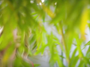 Blacked呈献：大黑屌买一送一，她赚大发了