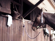 马厩里的热恋与男仆的刺激偷情